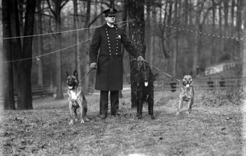 #10 Policeman and police dogs, New York, 1912.