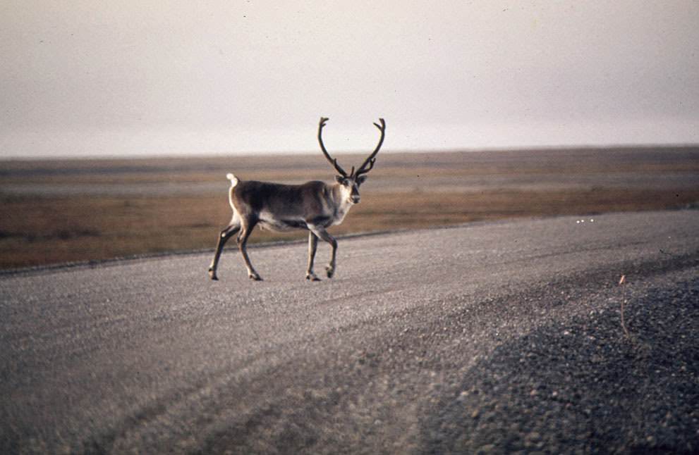 #25 A caribou crosses a gravel roadway near Mile 0, northern Alaska, 1973.