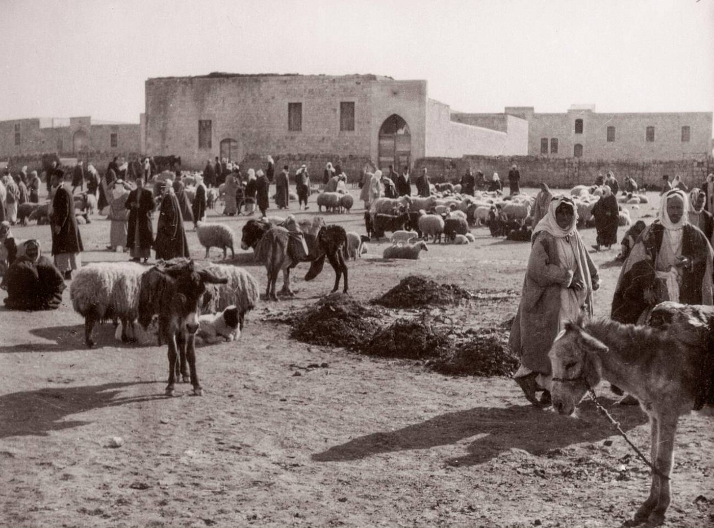 #57 Sheep at the market in Aleppo, Syria, 1943.