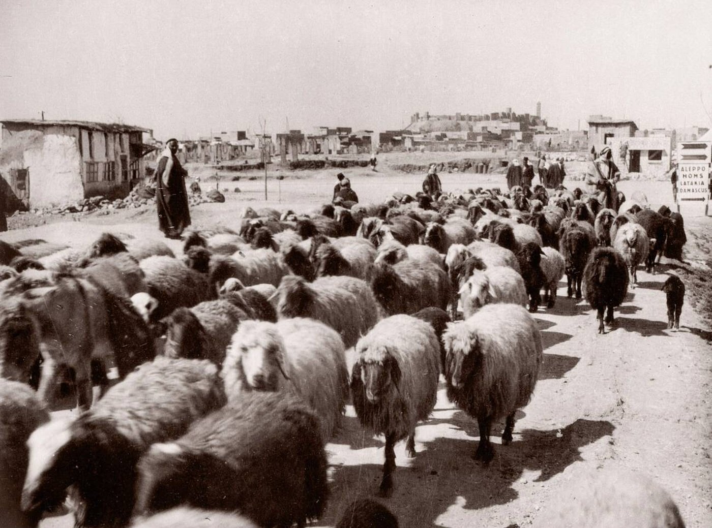 #58 Sheep at the market in Aleppo, Syria, 1943.
