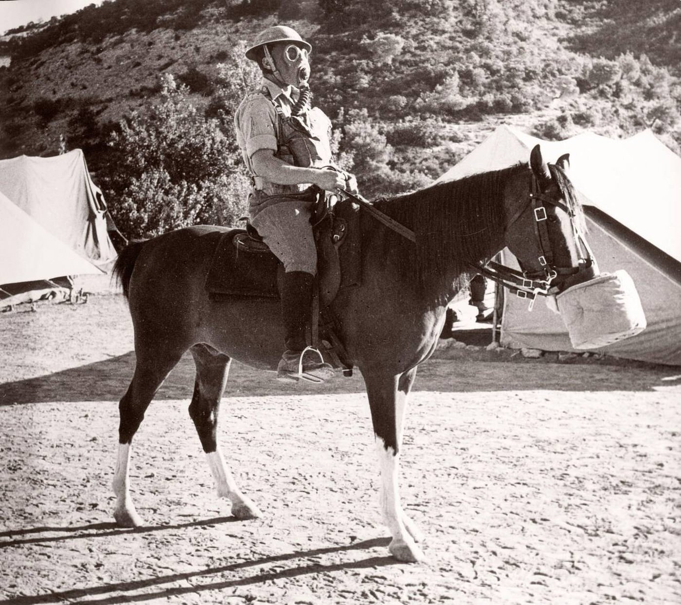 #80 Soldier and horse both wearing a gas mask in the Trans-Jordanian Frontier Force TJFF army regiment, Syria, 1943.