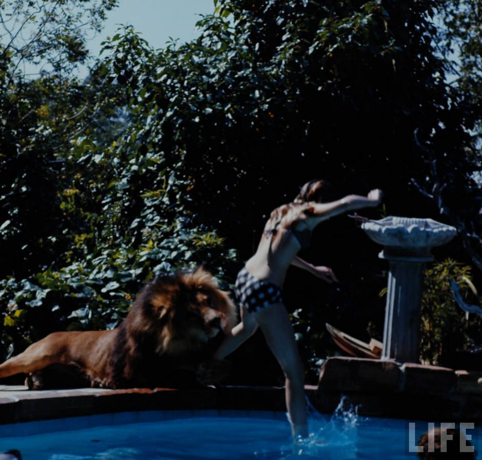 Sleeping with a Lion: A Detailed Look at the Bizarre and Dangerous Home Life of Tippi Hedren and a Teenage Melanie Gr