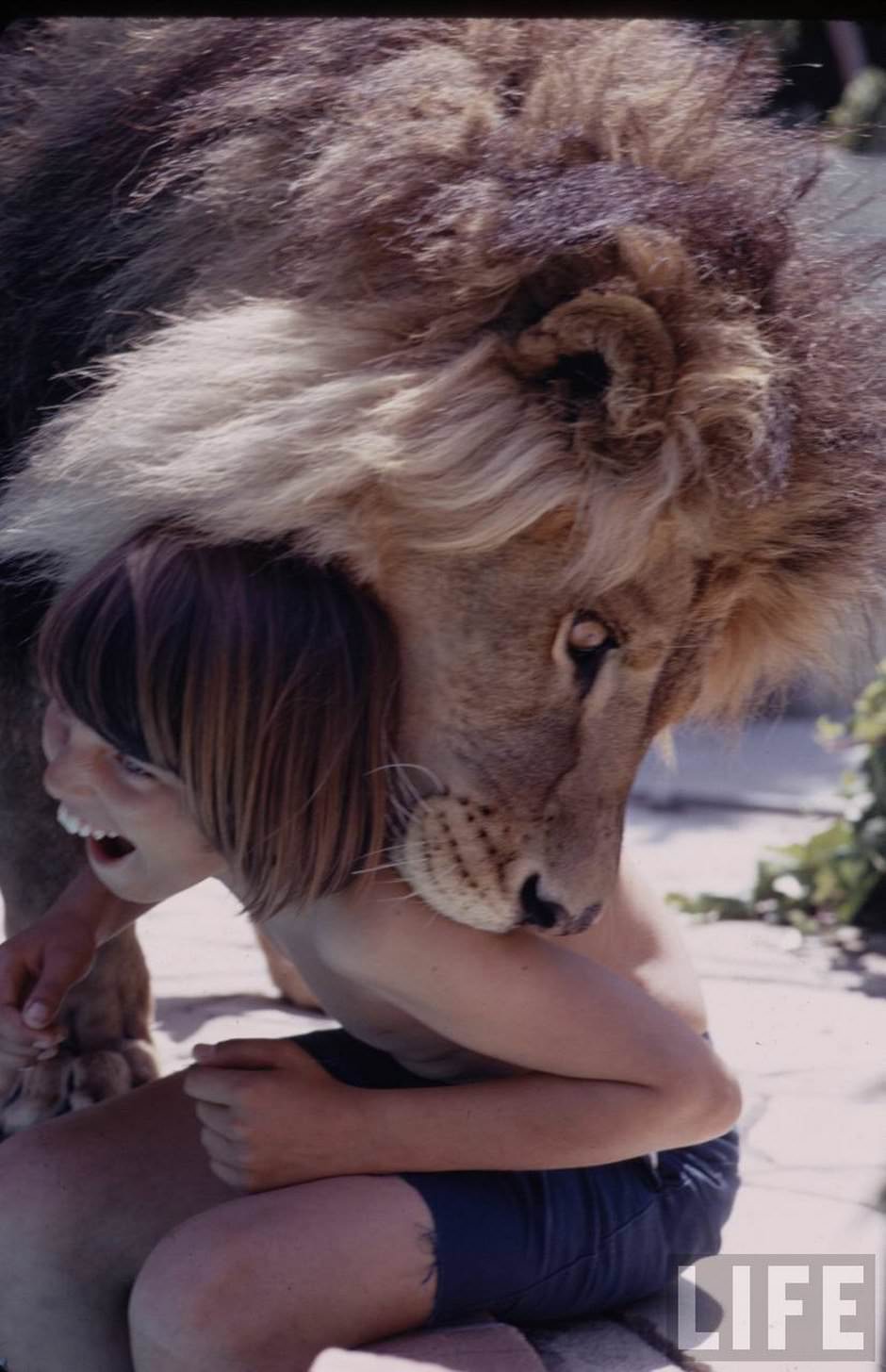 Sleeping with a Lion: A Detailed Look at the Bizarre and Dangerous Home Life of Tippi Hedren and a Teenage Melanie Gr
