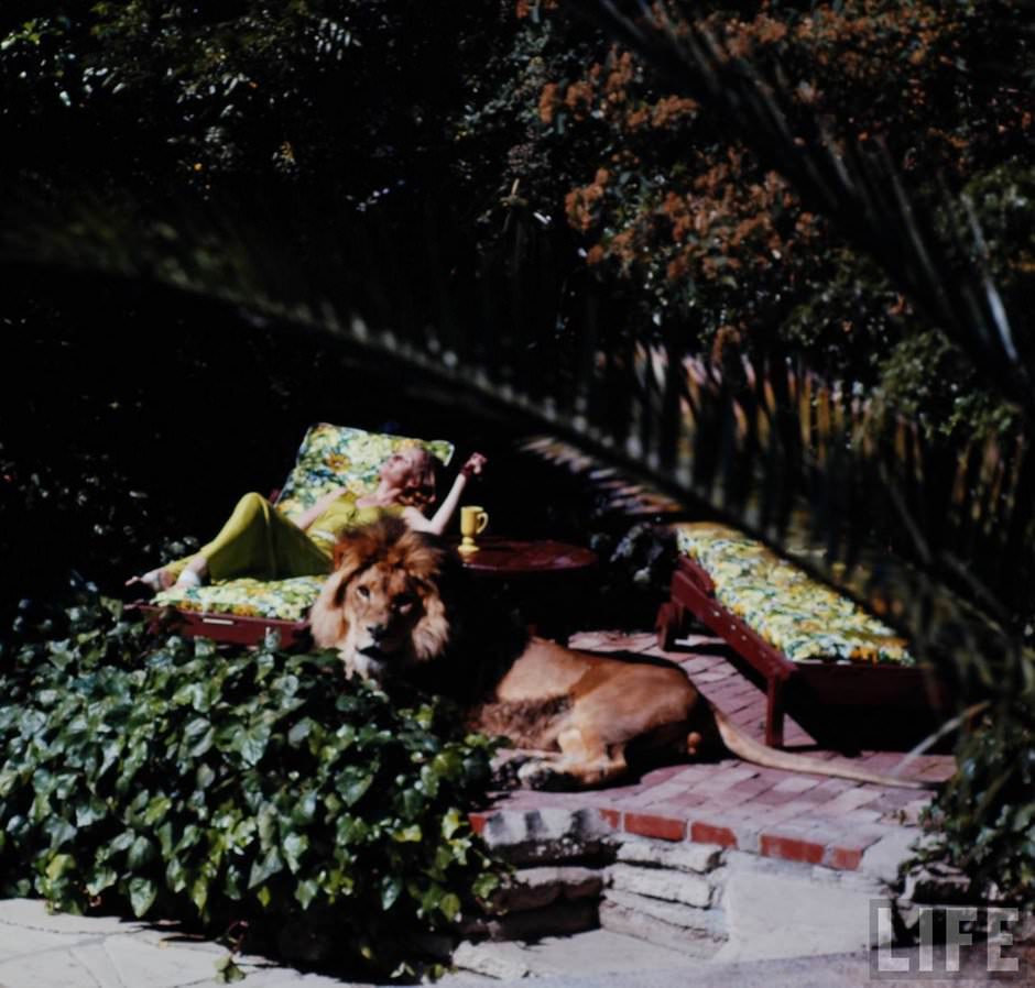 Sleeping with a Lion: A Detailed Look at the Bizarre and Dangerous Home Life of Tippi Hedren and a Teenage Melanie Gr