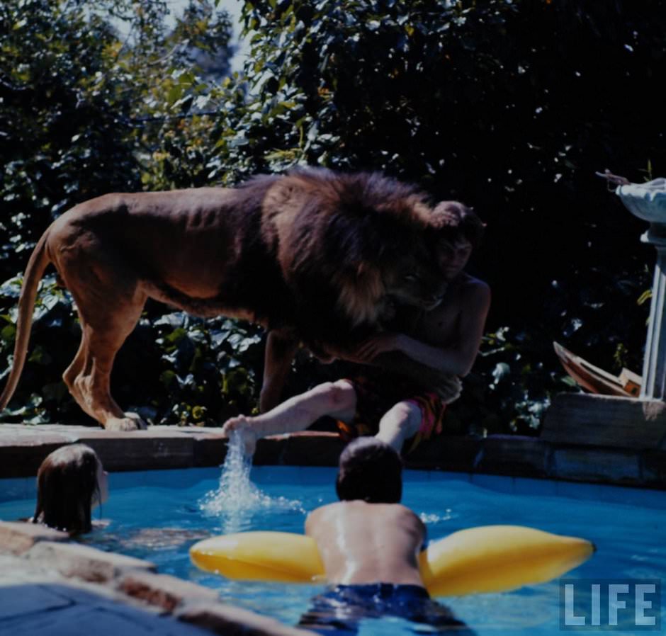 Sleeping with a Lion: A Detailed Look at the Bizarre and Dangerous Home Life of Tippi Hedren and a Teenage Melanie Gr