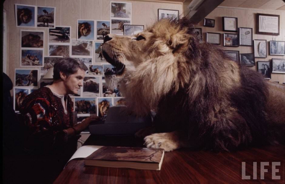 Sleeping with a Lion: A Detailed Look at the Bizarre and Dangerous Home Life of Tippi Hedren and a Teenage Melanie Gr