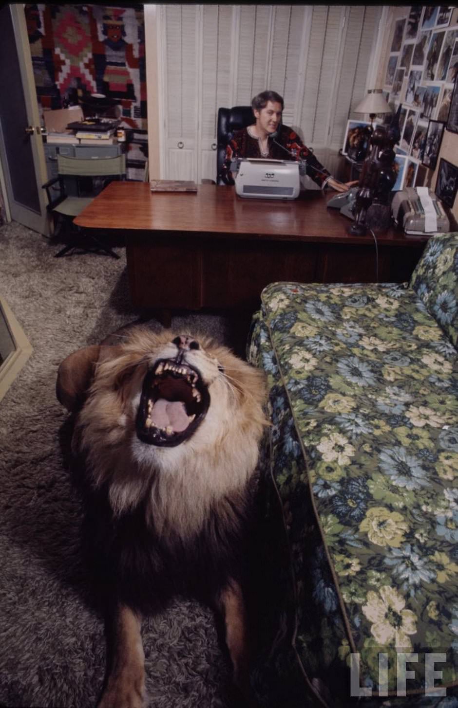 Sleeping with a Lion: A Detailed Look at the Bizarre and Dangerous Home Life of Tippi Hedren and a Teenage Melanie Gr