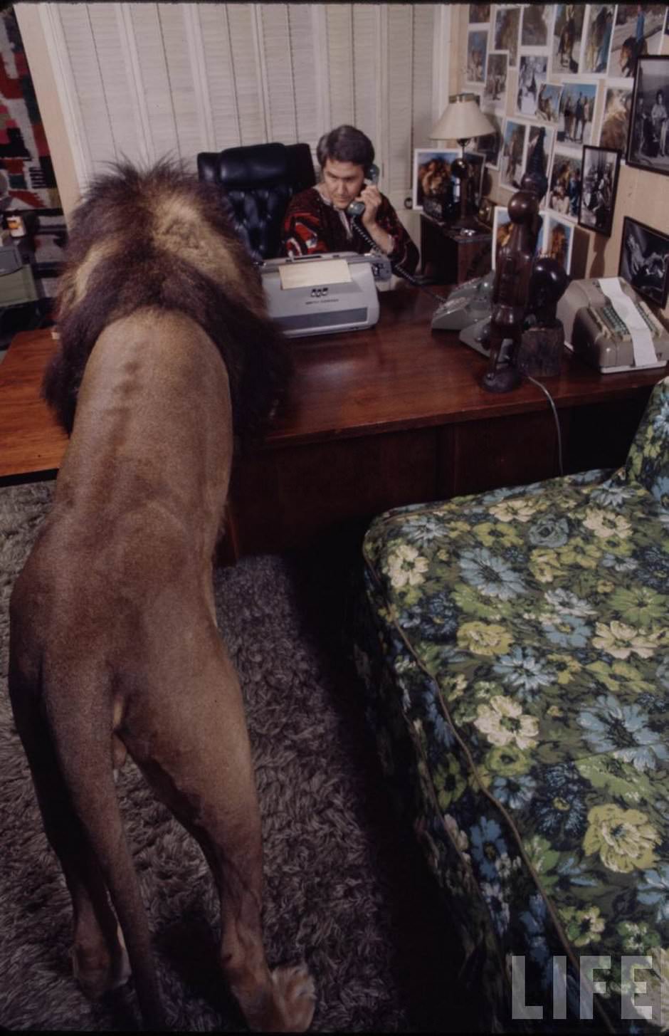 Sleeping with a Lion: A Detailed Look at the Bizarre and Dangerous Home Life of Tippi Hedren and a Teenage Melanie Gr
