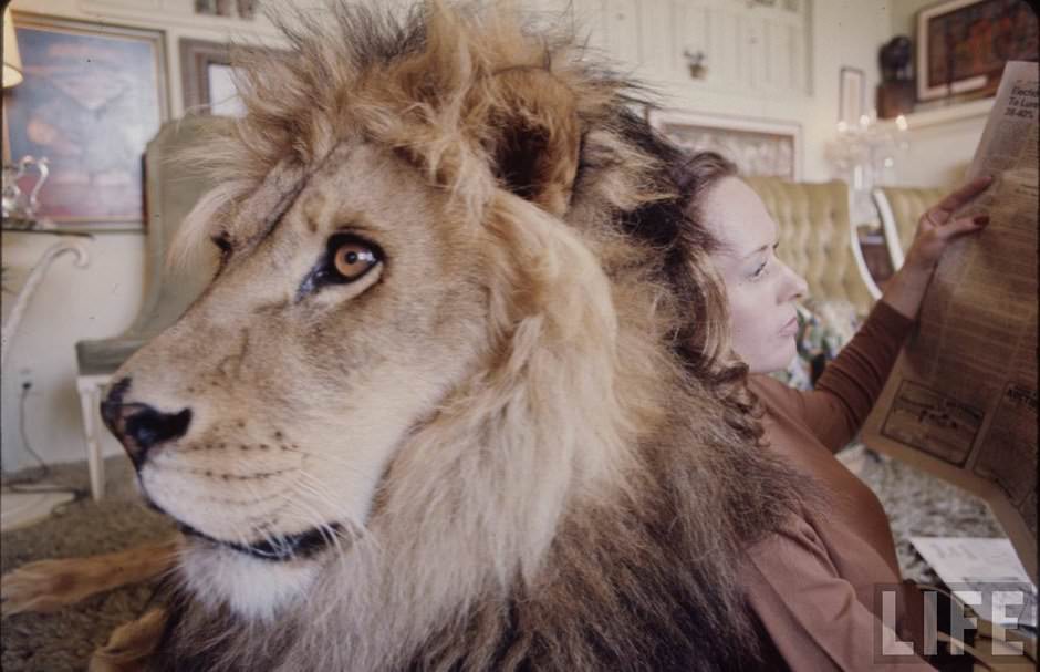 Sleeping with a Lion: A Detailed Look at the Bizarre and Dangerous Home Life of Tippi Hedren and a Teenage Melanie Gr