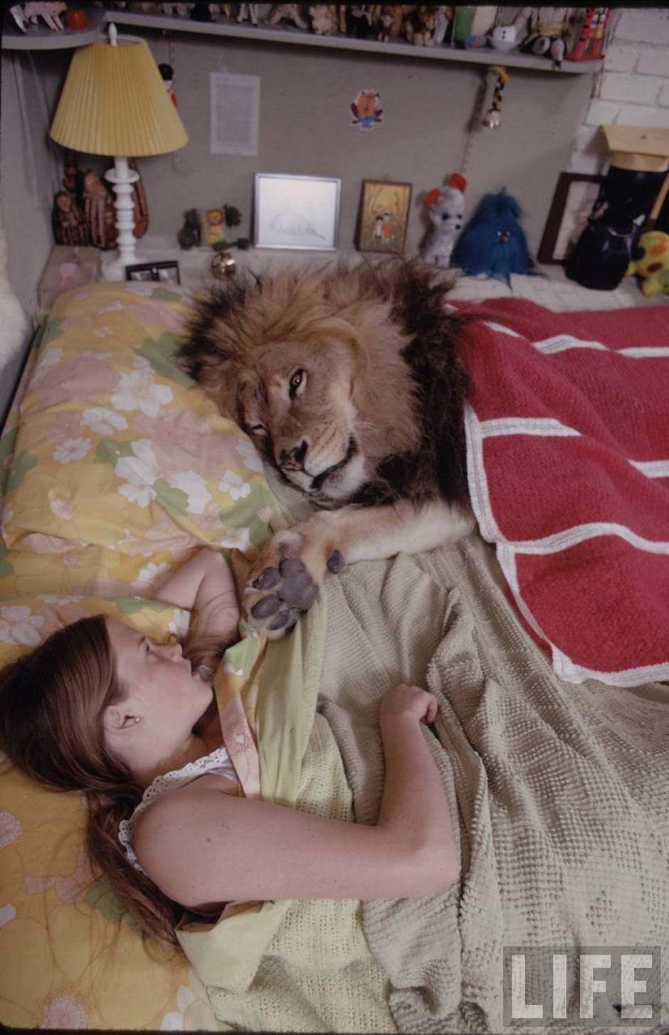 Sleeping with a Lion: A Detailed Look at the Bizarre and Dangerous Home Life of Tippi Hedren and a Teenage Melanie Gr