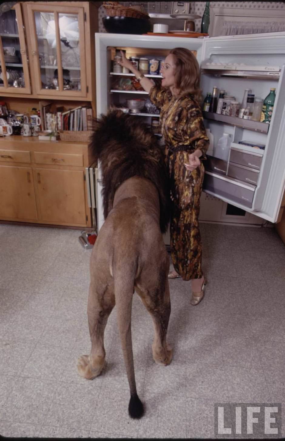 Sleeping with a Lion: A Detailed Look at the Bizarre and Dangerous Home Life of Tippi Hedren and a Teenage Melanie Gr