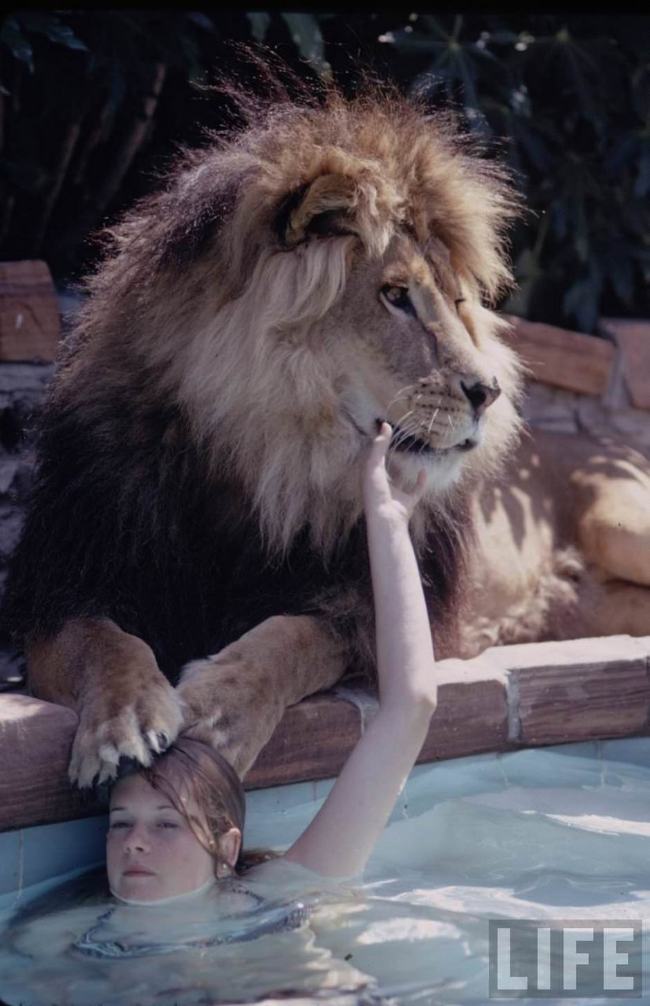 Sleeping with a Lion: A Detailed Look at the Bizarre and Dangerous Home Life of Tippi Hedren and a Teenage Melanie Gr