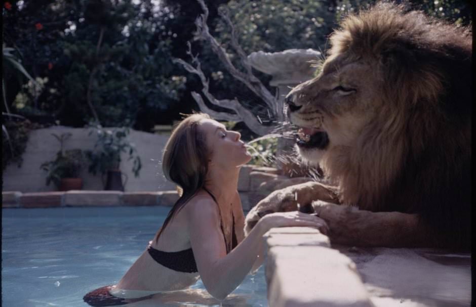 Sleeping with a Lion: A Detailed Look at the Bizarre and Dangerous Home Life of Tippi Hedren and a Teenage Melanie Gr