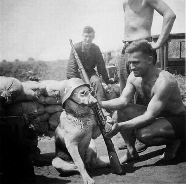 German soldier posing his dog for a photo, 1940.