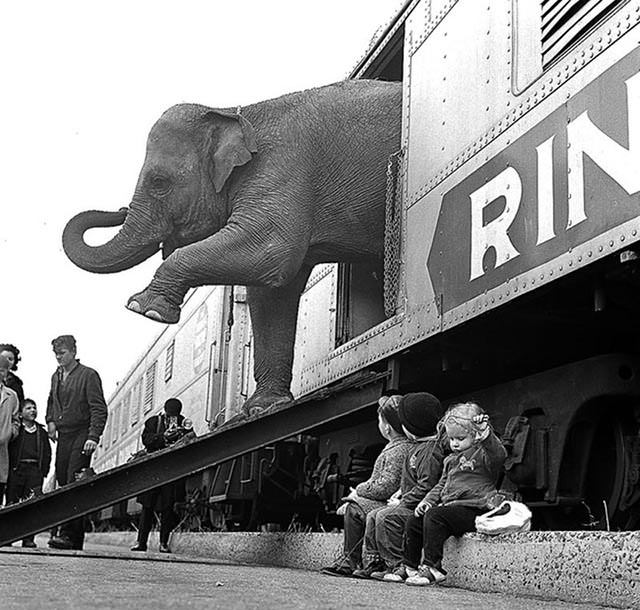 Ringling Brothers Circus elephant exiting a train car, 1963.