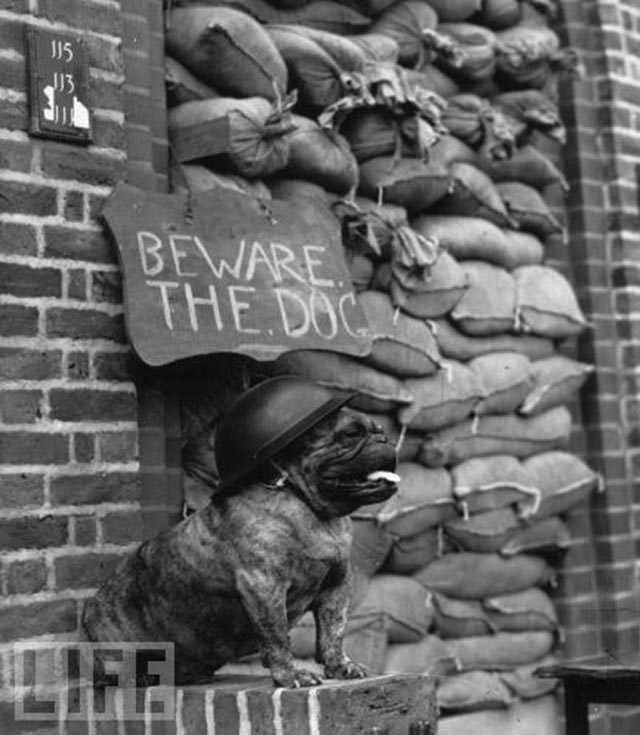 British Bulldog guards his home barricaded during the Blitz, c. 1939-1945.