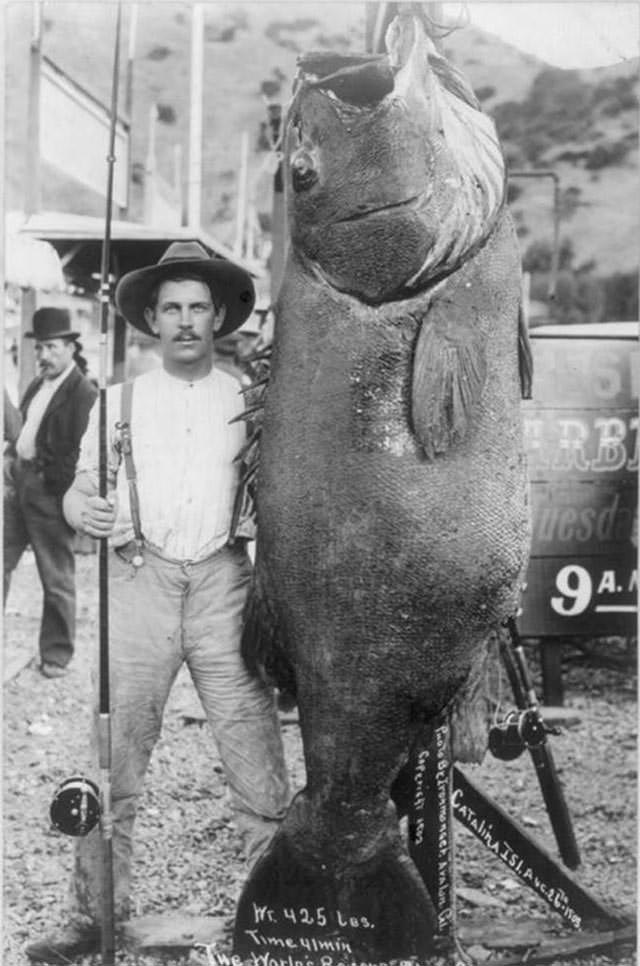 Edward Llewellen catches the world’s Biggest black sea bass, weighting in at 425 lbs, bringing it home by himself, 1903.