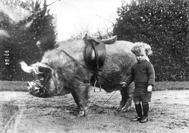 Boy standing next to his riding boar, c. 1930s.