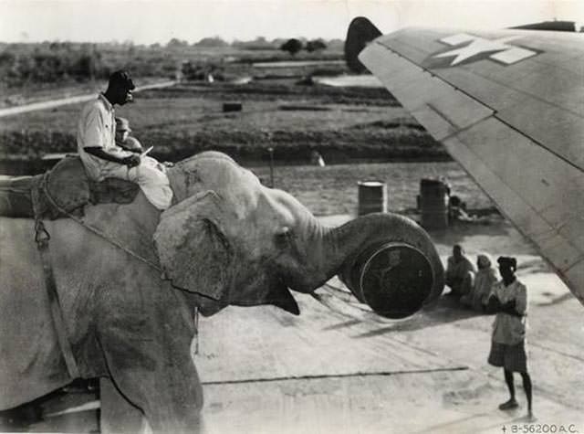 Elephant used to load supplies onto an American plane, 1945.