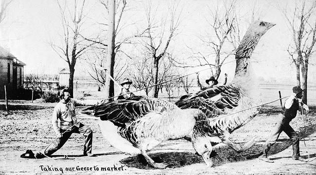“Taking our Geese to market”, Toronto, Ontario, 1910.