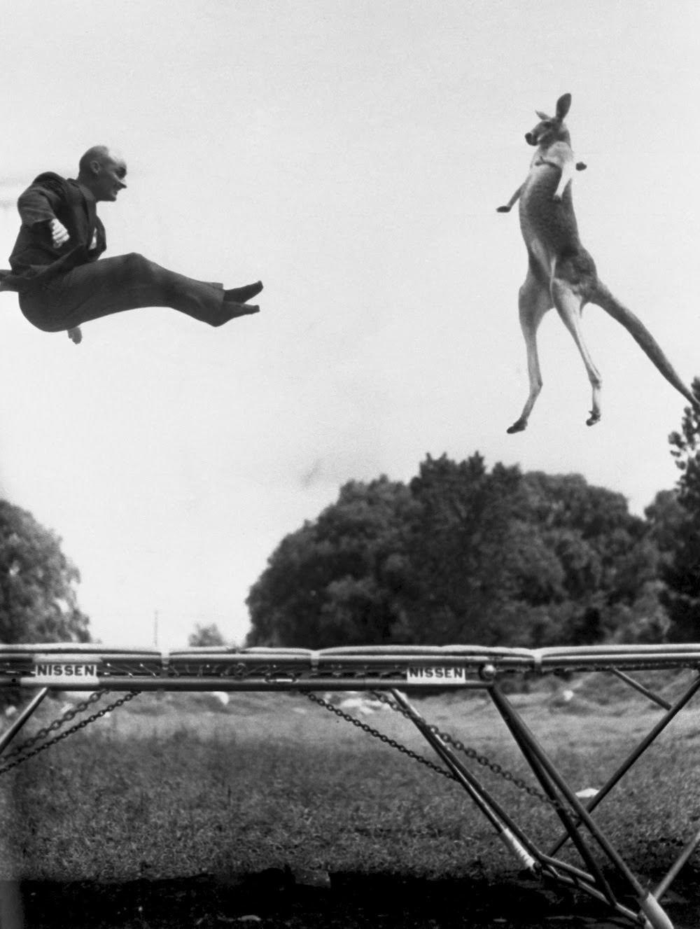 June 7, 1960. Gaining some extra spring in her step, “Victoria,” a giant red kangaroo, displays perfect forms as she bounces on a trampoline. Trying to outbounce her is George Nissen, a developer of the equipment that’s shaking them up.