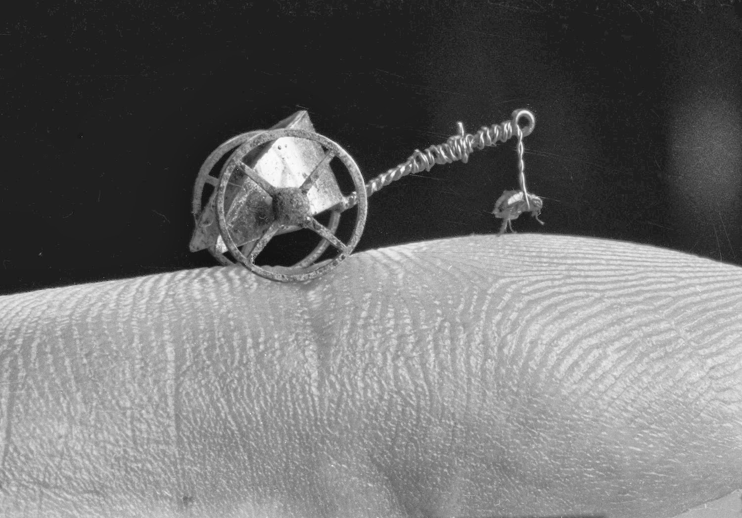 April 20, 1951. Without any assistance, Rudolph, one of the stars of Roy Heckler’s Flea Circus, pulls a metal merry-go-round. To pull an equivalent weight, a man would have to haul two hundred tons.