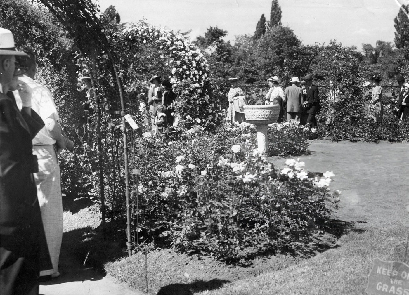 #30 A crowd views the blooms at the Back Bay Fens in Boston on Rose Sunday, 1940.