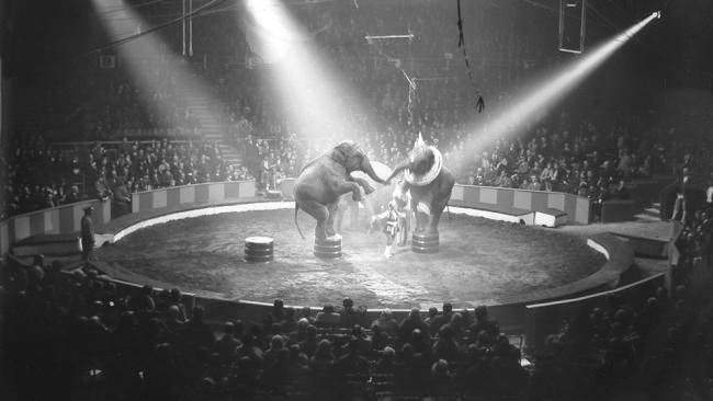 #1 Two elephants balance on their hind legs in a circus ring, 1930.