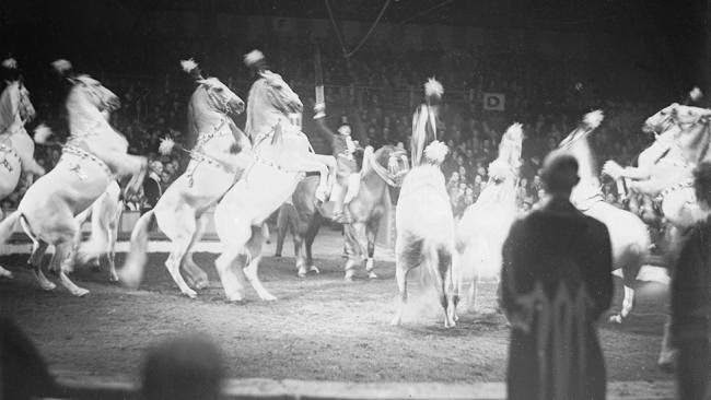 #6 Circus horses walking on their hind legs during a circus act, 1930.