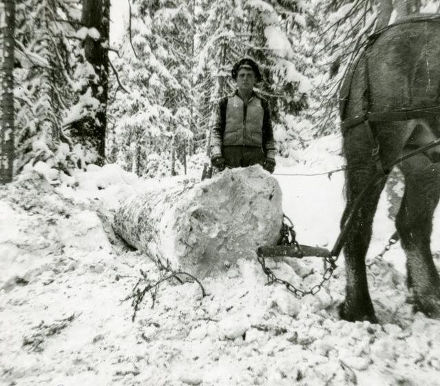 Jack Beck using a horse to pull a log on upper Wearyman Creek for Warren Brothers &; Robinson Sawmill.