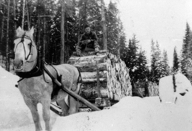 A horse is hauling a sled loaded with 4-foot logs in the Green River forest. This load was transported near a water stream. Loggers then piled the logs along the streams for the spring drive.