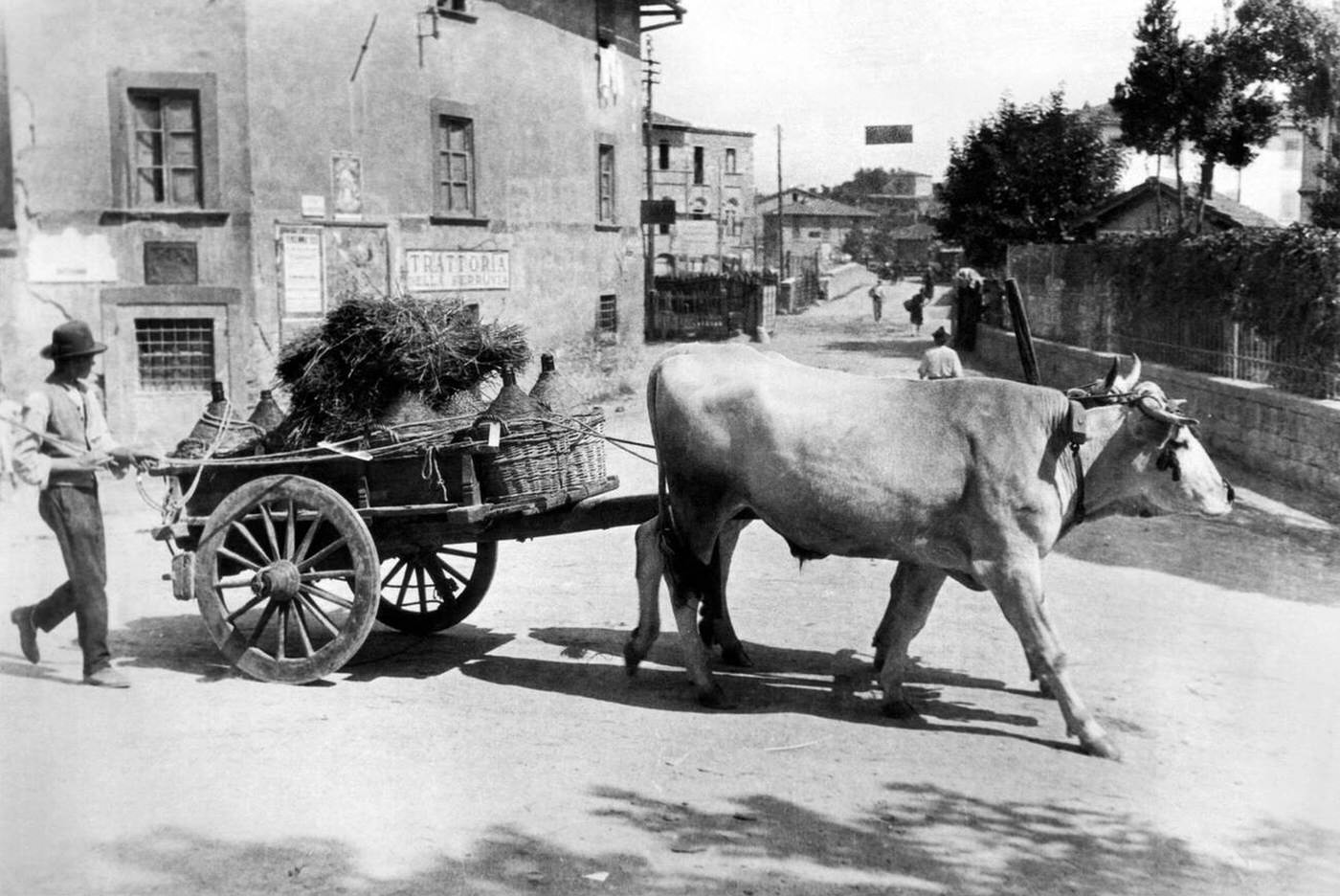 #52 New wine from the latest harvest is transported by oxcart to the wine cellars in Tuscany, Italy, 1936.