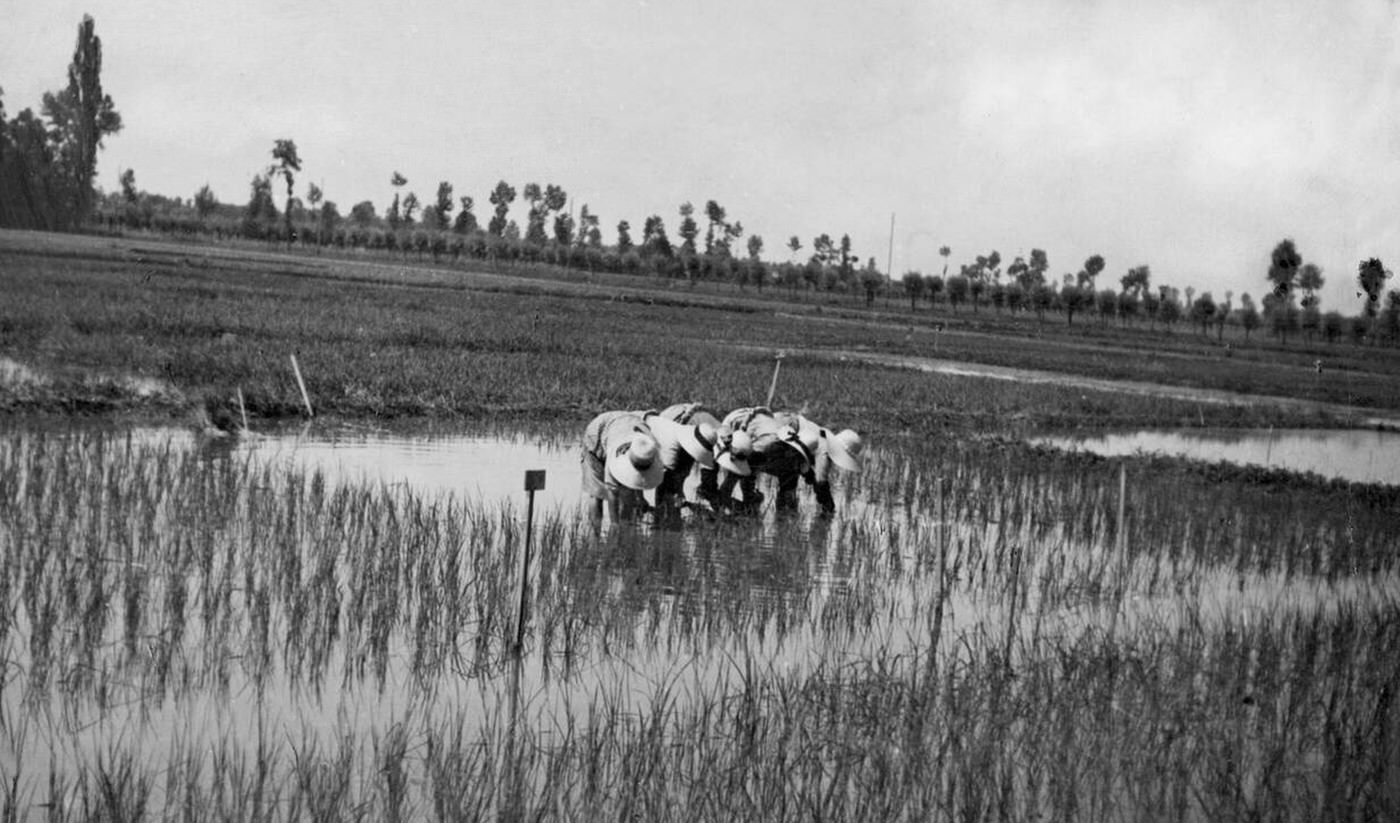 #67 Some rice weeders reaping rice on a paddy in Lombardy, Italy, 1930s.