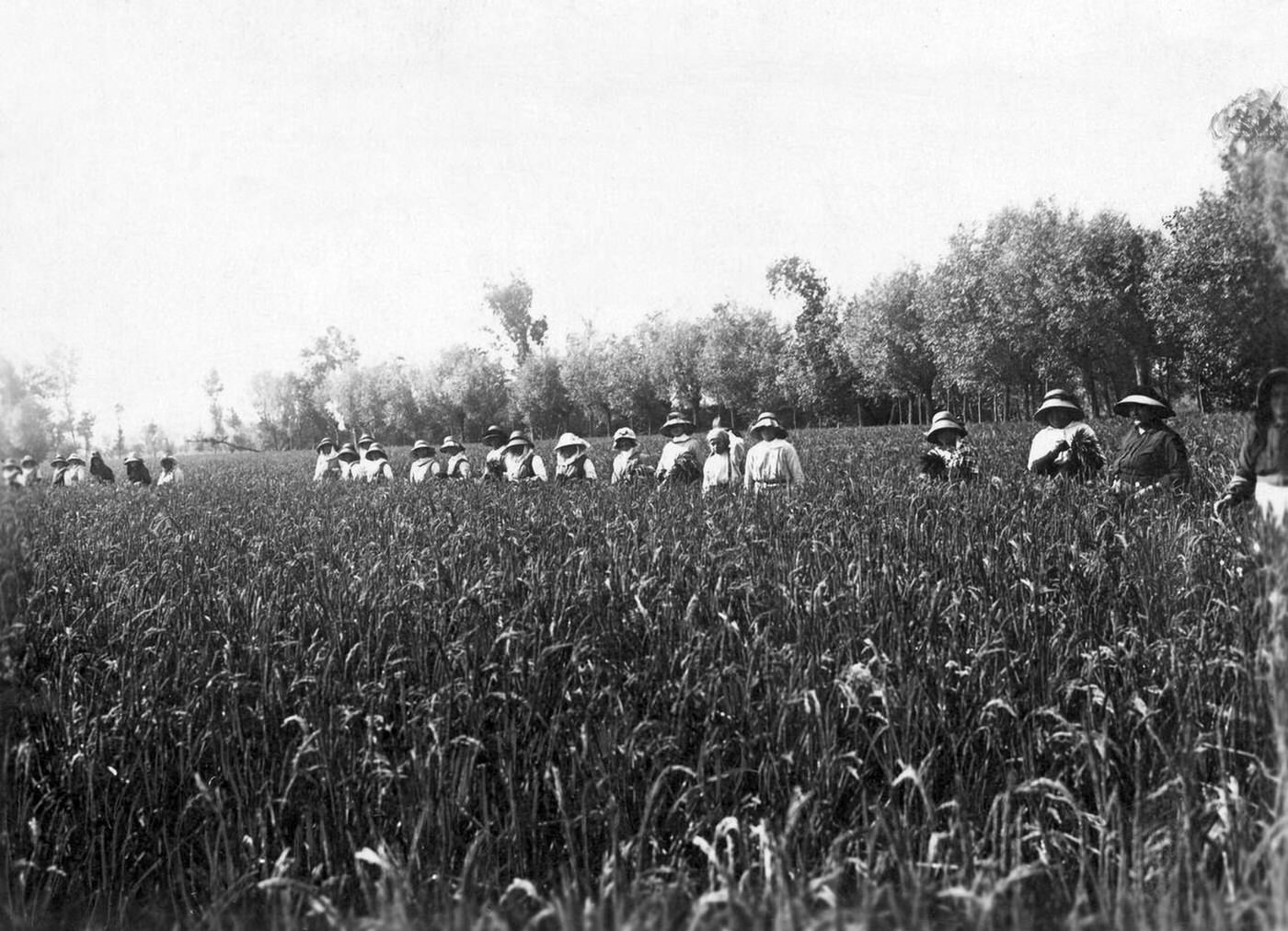 #68 Some rice weeders reaping rice in a paddy, Italy, 1930s.