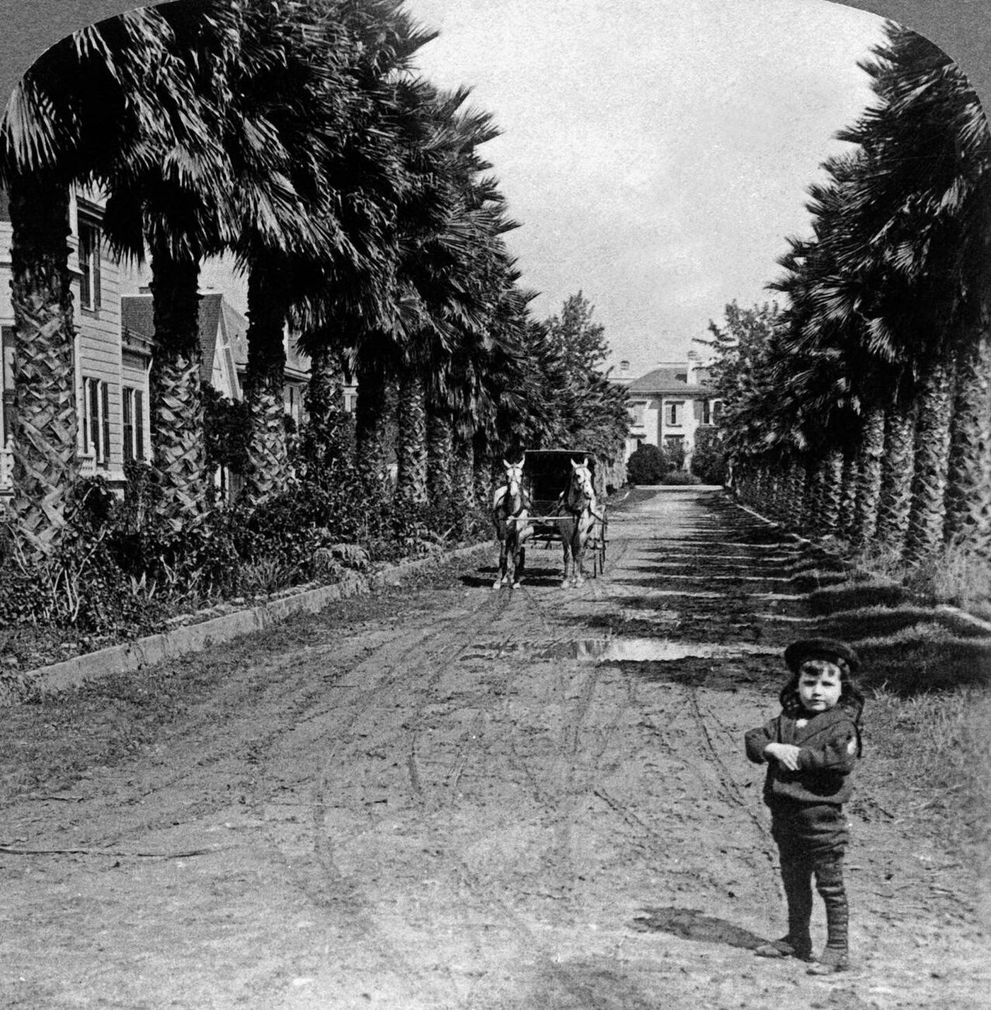 #20 Avenue of palms in Los Angeles, California, 1898.